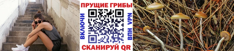 Галлюциногенные грибы мицелий  хочу   Саки 